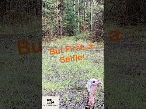 Turkey Poses for a SELFIE! UP CLOSE! #wildlife #trailcam #trailcamera #outdoors #turkey