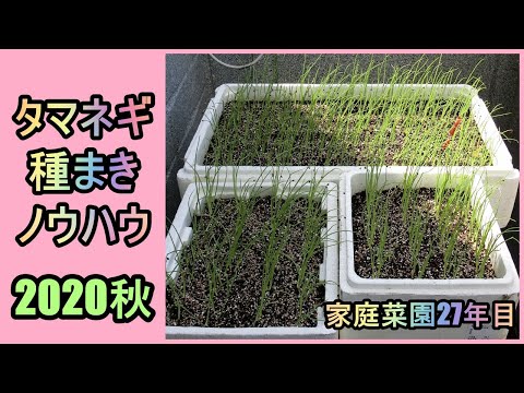 【タマネギの種まきノウハウ 2020秋】家庭菜園27年目 無農薬栽培 半自給自足 ルーのパパ