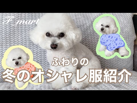 ふわりの冬のオシャレ服紹介　ｰビションフリーゼ犬ｰ