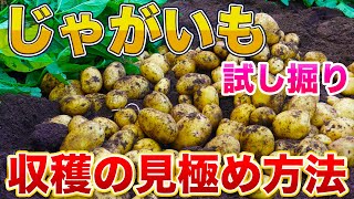 ジャガイモを収穫するタイミングは？正しい時期に掘ることで大きなジャガイモを収穫できます！