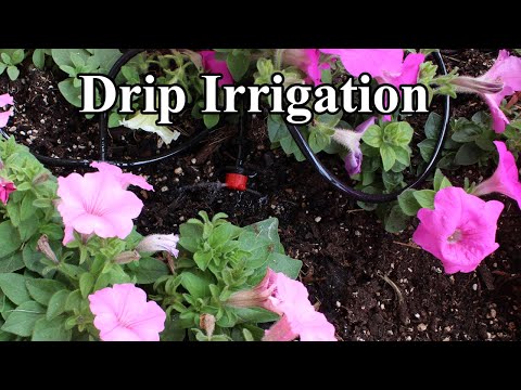 Setting Up My Drip Irrigation! 💦 // First Impressions