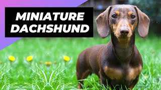 Miniature Dachshund 🐶 The Perfect Lapdog