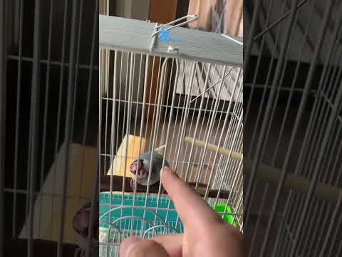 怒ってる文鳥のカゴに指を入れてみた結果