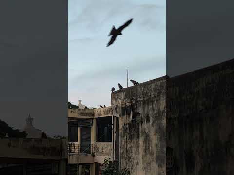 #eagle #crow #circling #skies #birds #flight #mysuru #mysore #mysorediaries #t24productions #melron