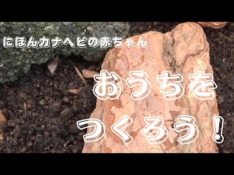 にほんカナヘビの赤ちゃんのお家を作ろう！！