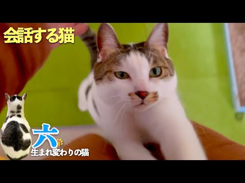 【猫と私の親子のような会話】愛猫の六は、甘えん坊で元気いっぱい。そんな六の可愛い日常をご覧ください | [生まれ変わりの猫] 六