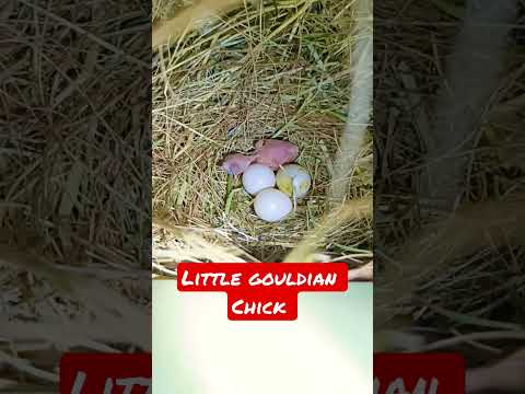 Little gouldian chick!