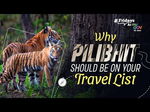 Pilibhit: India’s Secret Tiger Haven You Need to See!