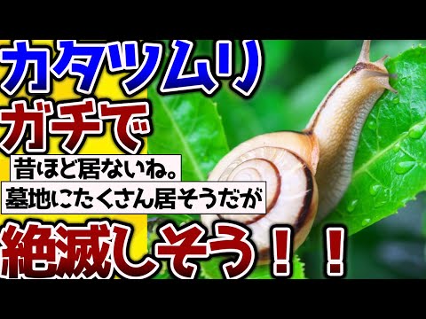 【2ch動物スレ】【悲報】「カタツムリさん」ガチで絶滅の危機に瀕している！→関西ではほぼ見れなくなってるらしいが。。 #昆虫 #生き物