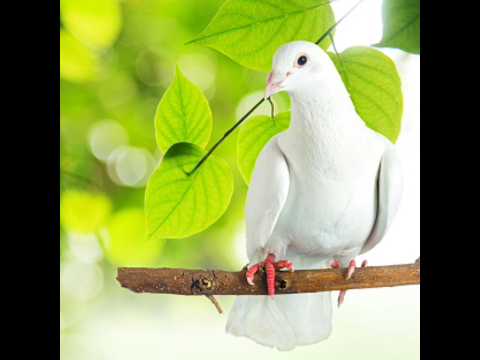 নূহ (আঃ) কবুতরকে নিয়ে কিছু ঘটনা #kabutar#pigeon#shorts #trendingshorts#trending #shortvideo#youtube