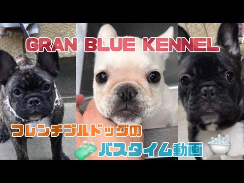 【バスタイム動画】フレンチブルドッグの子犬たちをシャンプーしたよ！#506 #フレンチブルドッグ #子犬 #ブリーダー #埼玉