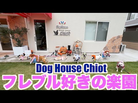 フレブル好きの楽園　【 フレンチブルドッグ french_bulldog 】 House Chiot