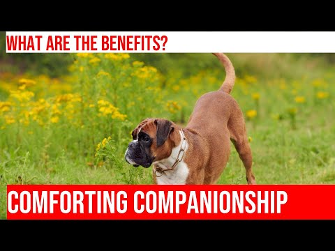 Therapy Dog Certification for Boxers: A Rewarding Path