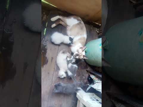 Our Siamese cat got 4 cute kittens🥰🥰 #cutecat