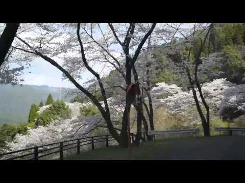 2015.03.30 市房ダム湖周辺の桜