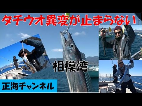 相模湾にタチウオの大群がやってきた