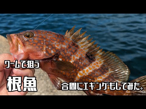 根魚と戯れてエギングも少しだけしました。根魚釣りは楽しすぎる。