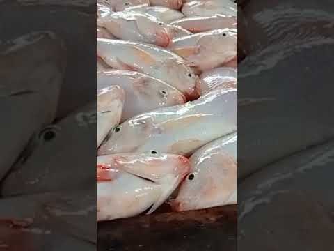 Live tilapia and catfish #shorts #fish