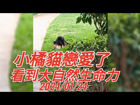 小橘貓戀愛了 看到大自然生命力