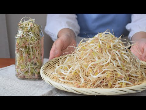 Cultivating bean sprouts | May your week be filled with more fun