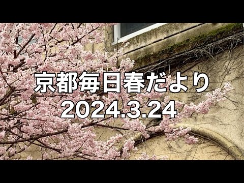 【2024.3.24】京都春の訪れを毎日更新中