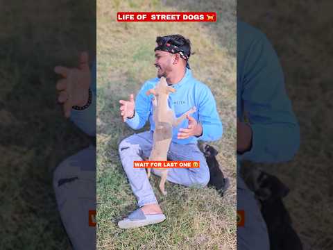 Life Of Street Dogs 🐕😂 Wait For Last one 🥺 #shorts #funny #comedy #relatable #aruj #dog