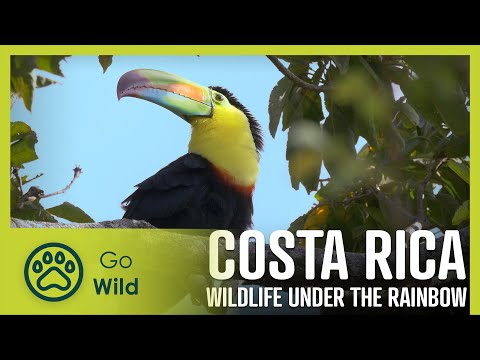 Costa Rica: Wildlife Under the Rainbow | Go Wild