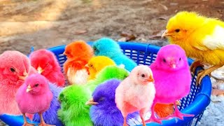 World Cute Chickens, Colorful Chickens, Rainbows Chickens Cute Ducks, Cat, Rabbits Cute part 43