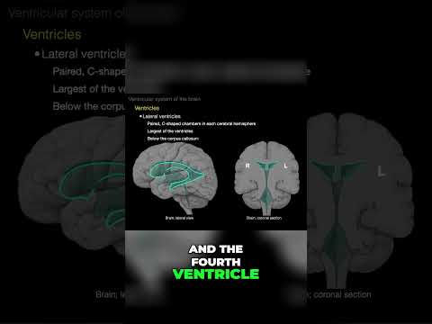 Exploring the Lateral ventricles #shorts  #science #anatomy #doctor