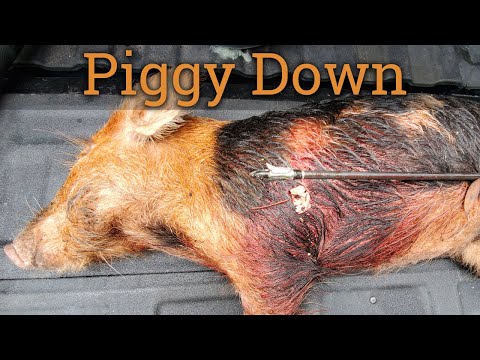 Spot and Stalk on Wild Pigs - Bow Hunting Florida