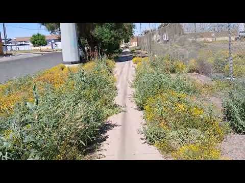 Sidewalk Weeds | 2nd Ave and Grant St, Phoenix, AZ