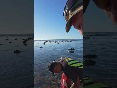 Gathering Kina (Sea Eggs) Gisborne New Zealand