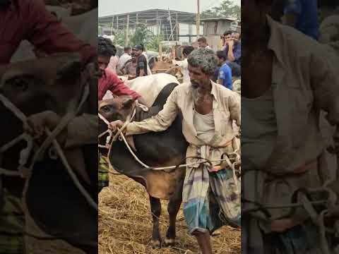 ভাই কত ??? শনিবার 15 জুন ২০২৪। গাবতলী হাটে গরুর দাম | কোন গরুর দাম কত | ভাই কত দাম