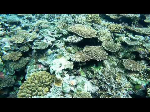 夕暮れ時のアウトリーフシュノーケリング -石垣島米原ビーチ