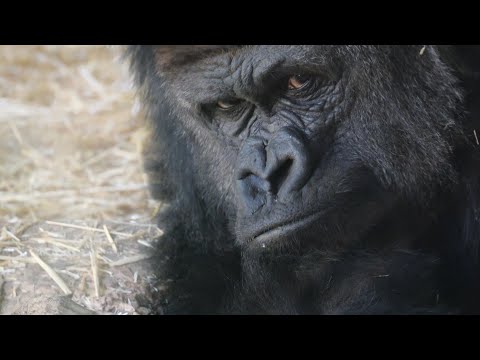 What is Haoko thinking? 　Ueno Zoo Gorilla 202411