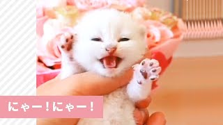 「ニャーニャー！」泣きやまない子猫ちゃん😿すると先輩猫がやってきて…