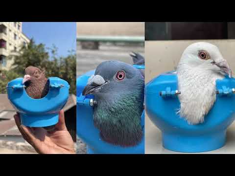 How to use a pigeon holder || কবুতরের চিকিৎসা || Bimar Kabootar ka ilaj @RaselPigeonLoft