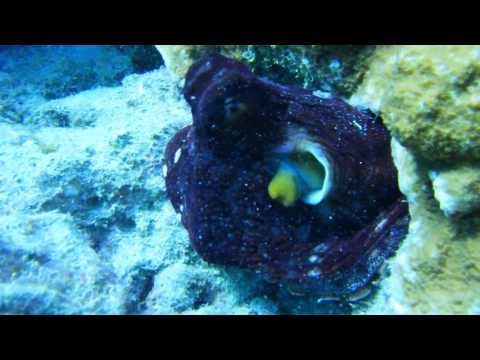 【ハナウマ湾 ダイビング！】タコのデートを邪魔してみました！Diving with Octopus at Hanauma Bay in Hawaii