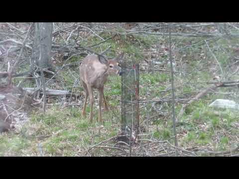 This is why I have to cage the trees Im planting