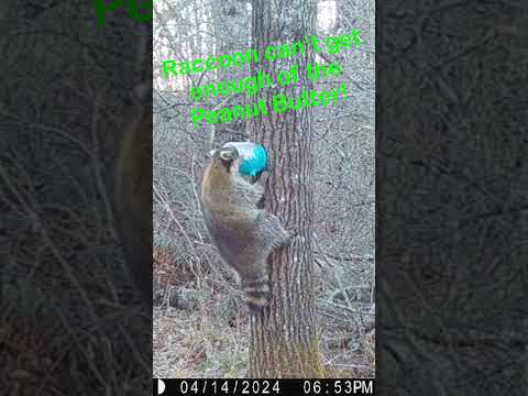 Raccoon goes head first into A Jar of Peanut Butter in the Woods! #wildlife #trailcam #animals