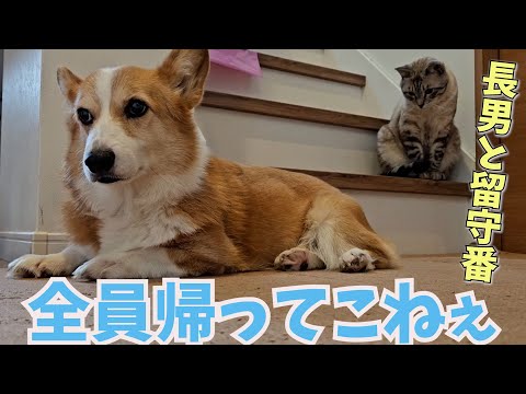 父・母・姉が旅行に行って帰ってこない日。犬と猫がこうなった