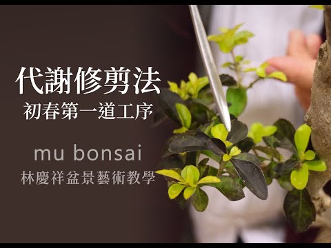 概念篇∣初春∣第一道工序 代謝修剪法◤林慶祥盆景藝術教學◢ Bonsai in Taiwan