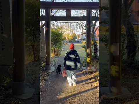 🌸 Walking the Dog Through a Torii Gate - softypapa shorts 🐕🇯🇵⛩️