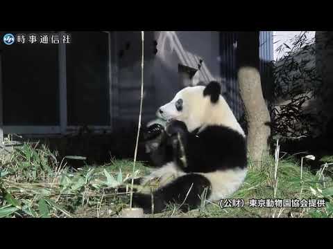 シャンシャン近況映像