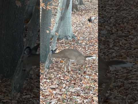 A little deer peeing | Horizons_視野 | white-tailed deer | wildlife