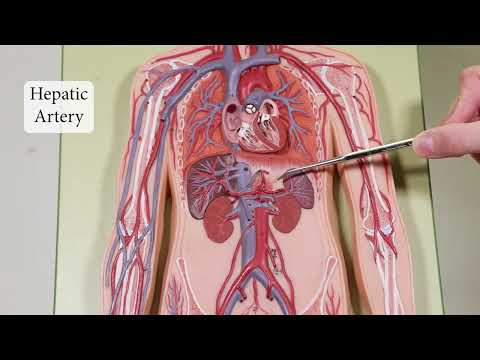 Blood Vessels in Flat Man Model