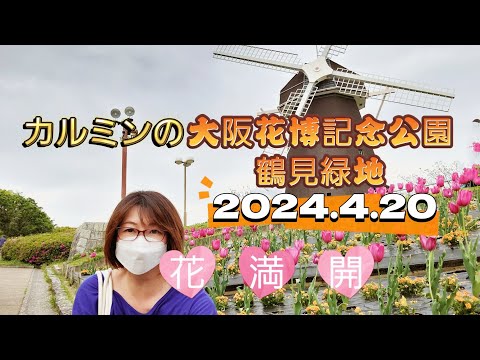 カルミンの【花満開今が見頃】【花博記念公園鶴見緑地】