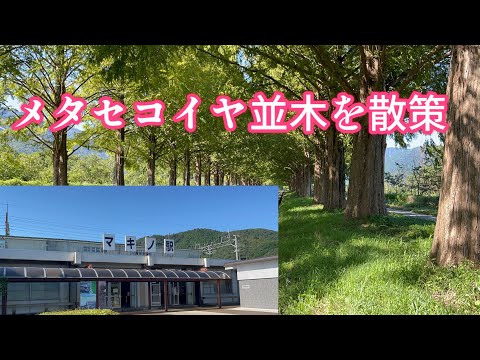 滋賀県高島市にあるメタセコイヤ並木に行ってみた。　(また1人で)