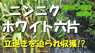 【ニンニク】ホワイト六片/立退きを迫られ収穫!?