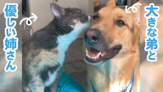 大きなシェパード犬のお姉ちゃんは、優しい猫さんでした。